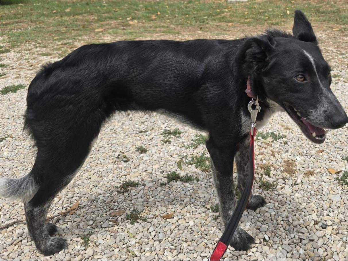 Adotta il cane Serafina a Teramo