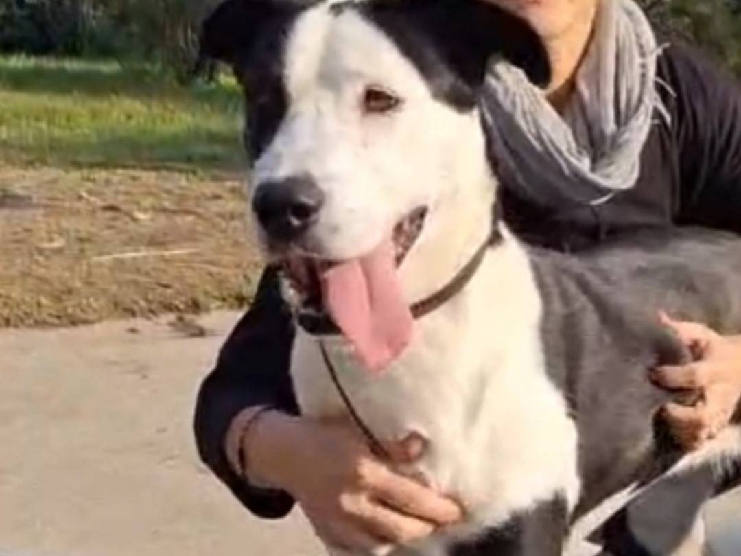 Adotta un cane, femmina, 5 anni e 3 mesi, Cremona