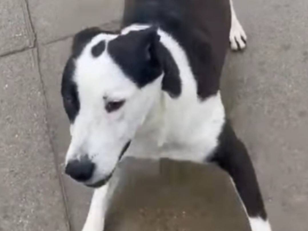 Adotta un cane, taglia grande, femmina, Cremona