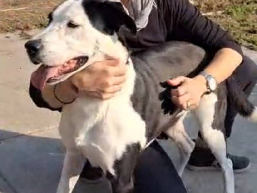 Adotta il cane Tequila mix Amstaff a Cremona