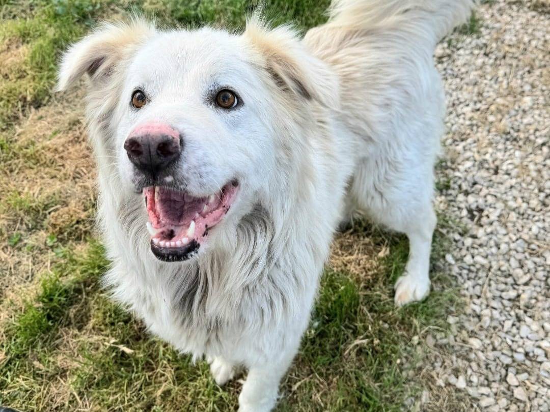 Adotta il cane Margot a Teramo