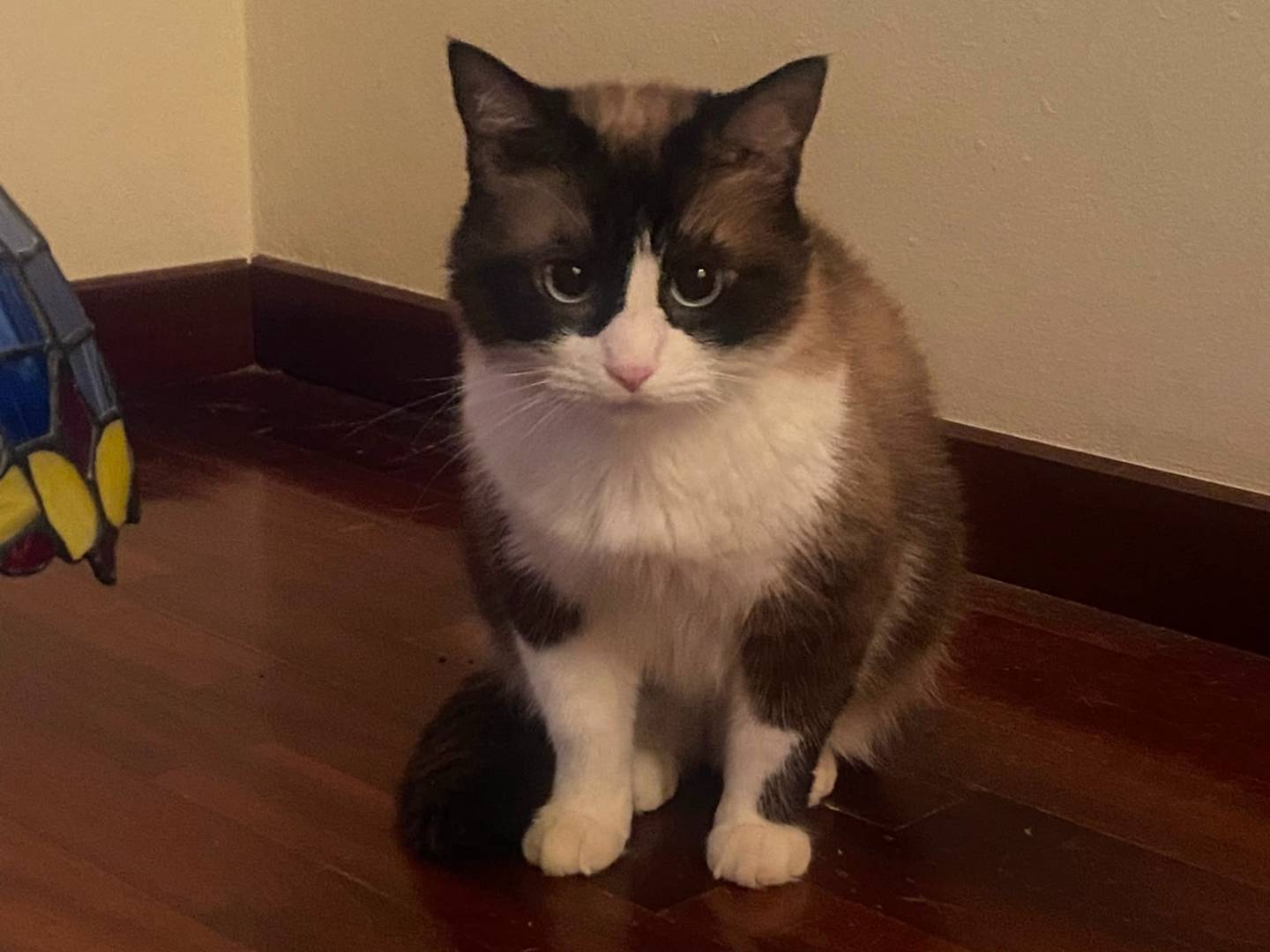 Adotta un gatto, taglia non valida, femmina, Parma