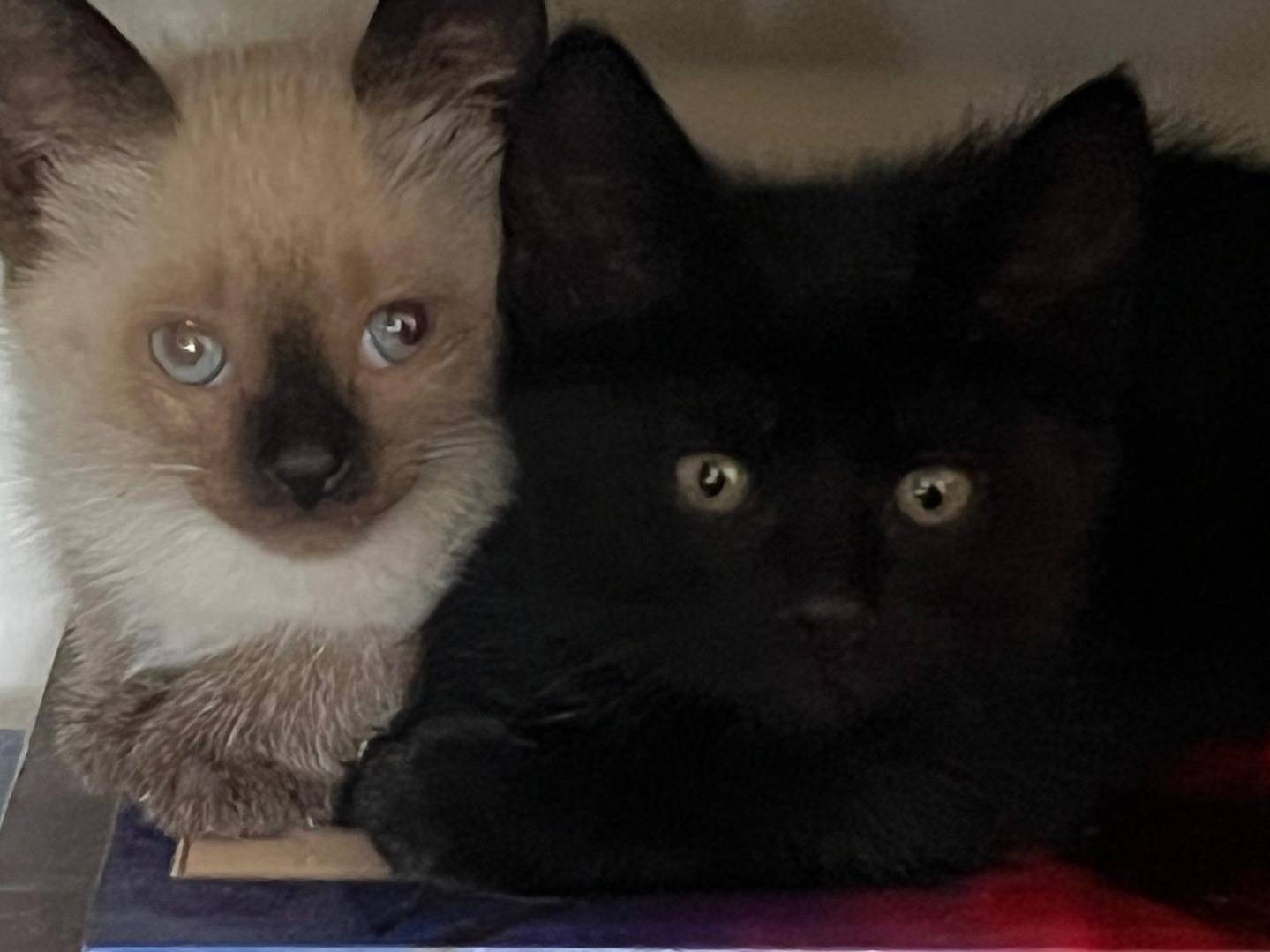 Adozione gatto, femmina, Razza sconosciuta Razza sconosciuta, 2 mesi, taglia non valida, Parma