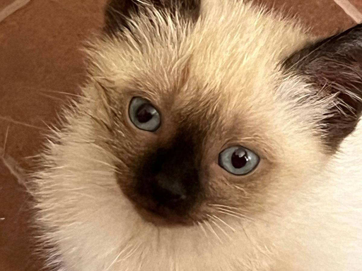 Adozione gatto, femmina, Siamese Razza sconosciuta, 3 mesi, taglia non valida, Parma