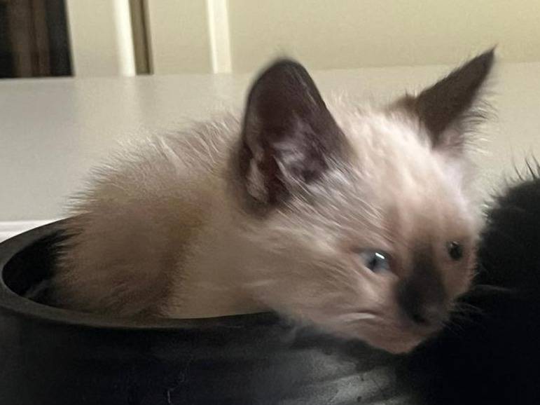 Adotta un gatto, femmina, 3 mesi, Parma