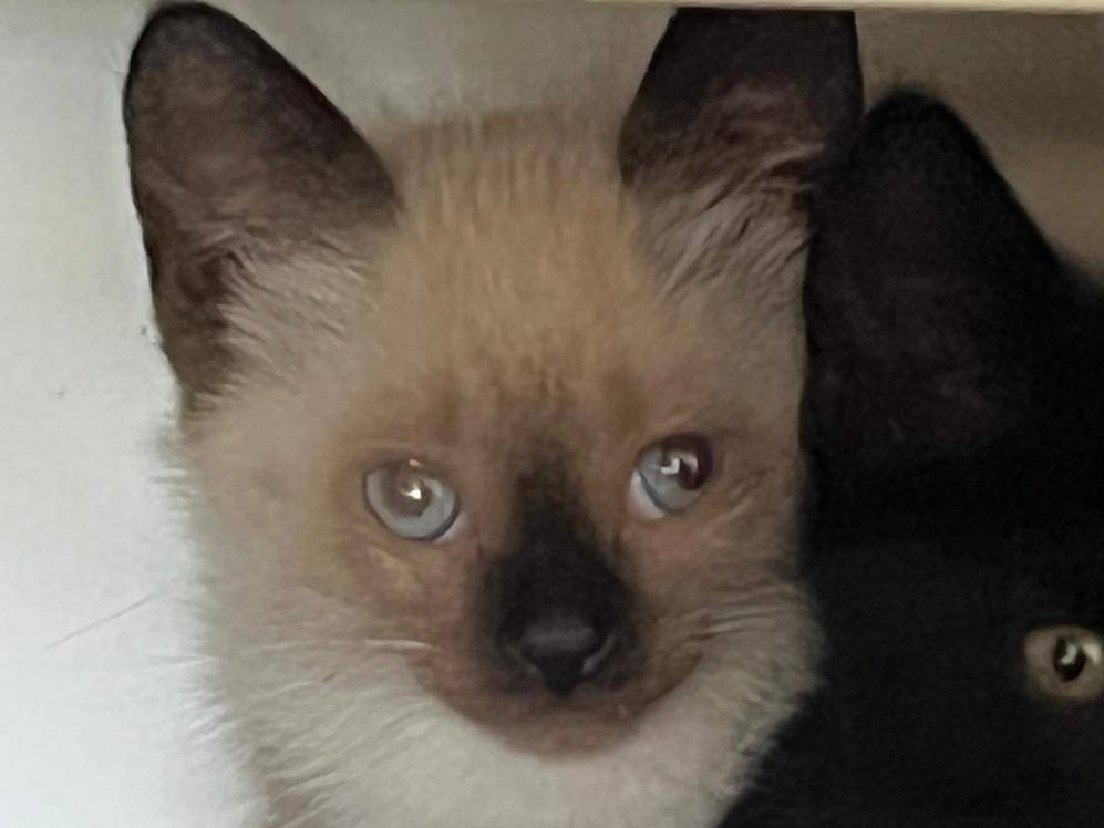 Adotta un gatto, taglia non valida, femmina, Parma