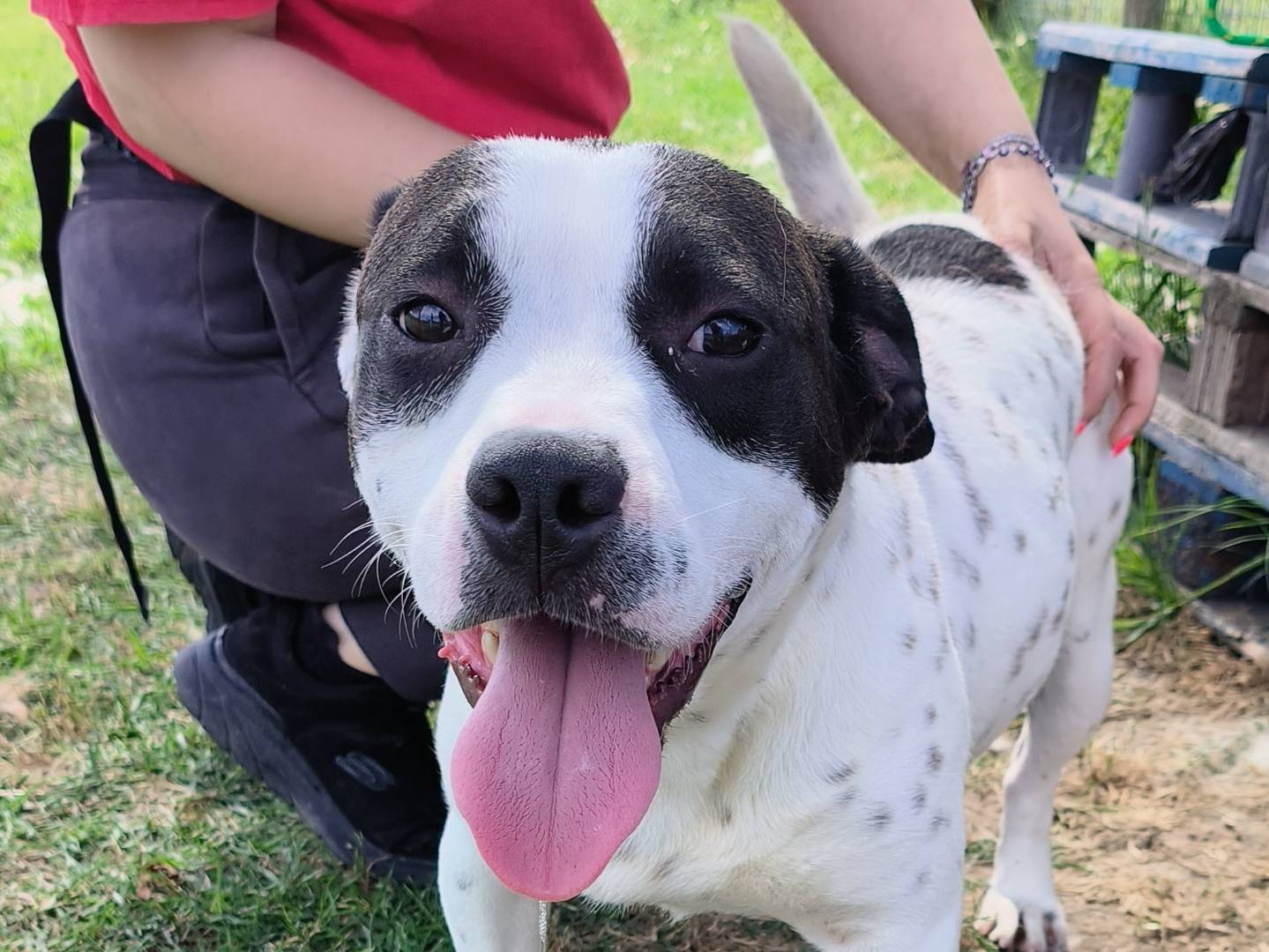 Adozione cane, femmina, Bull Terrier Razza sconosciuta, 11 mesi, taglia media, Latina