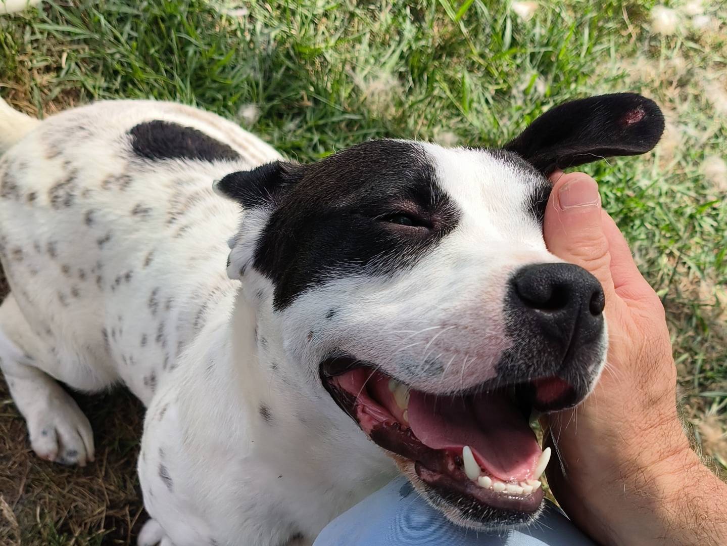 Adotta un cane, taglia media, femmina, Latina