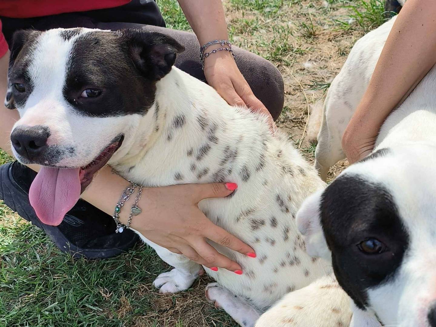 Vuoi adottare un cane a Latina?