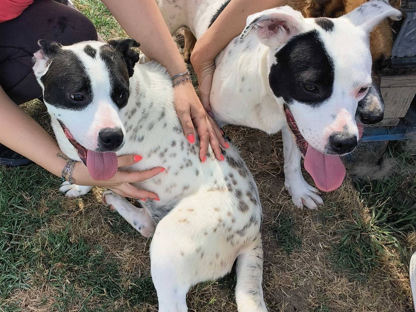 Adotta il cane Rosa a Latina