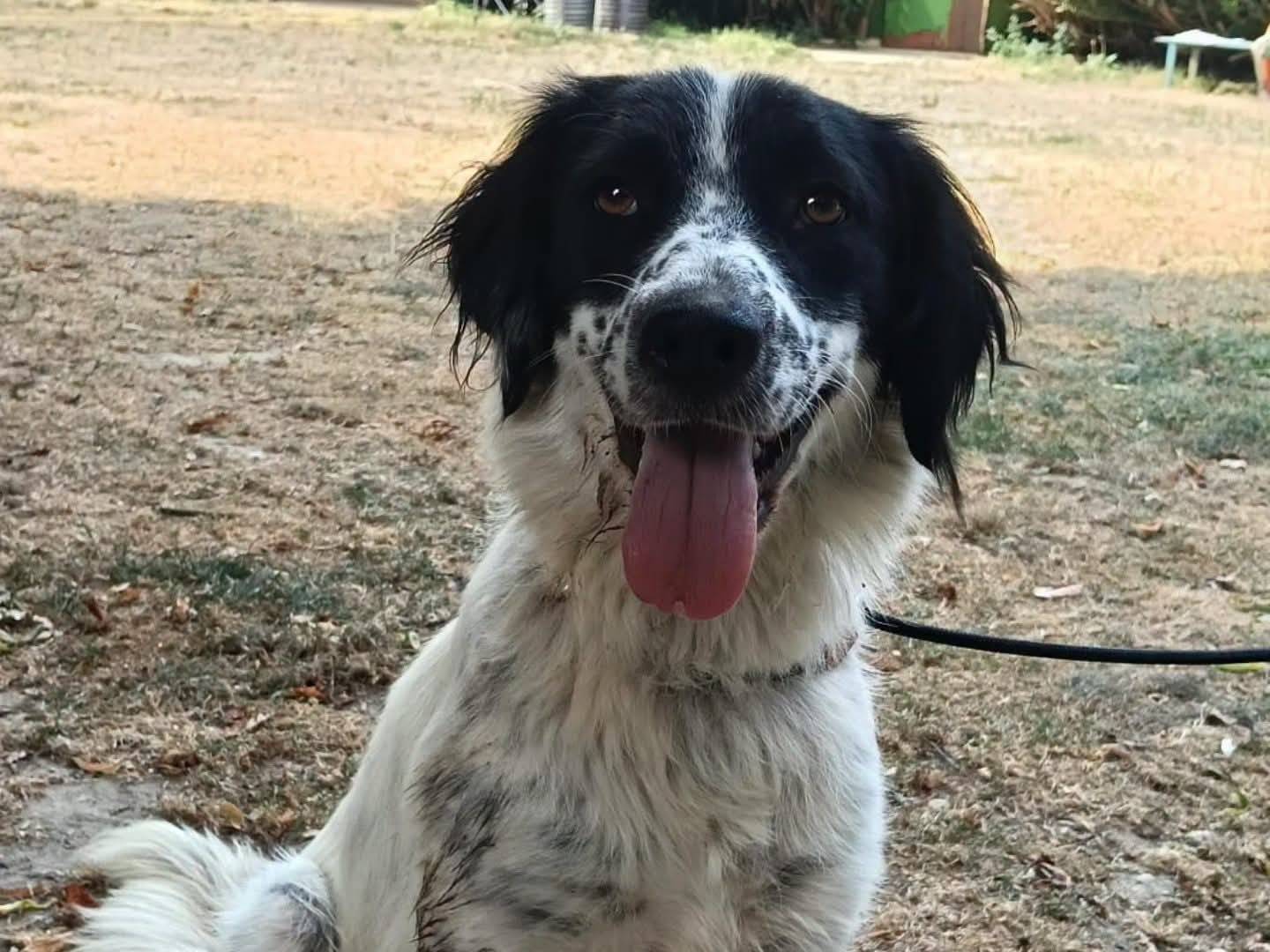Adozione cane, femmina, Border Collie Razza sconosciuta, 1 anno e 6 mesi, taglia media, Torino