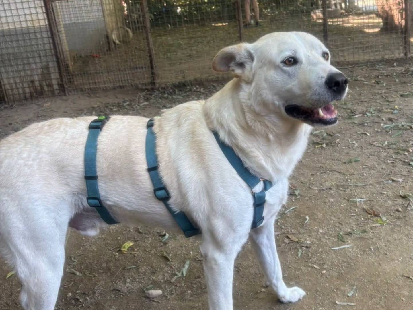Adozione cane, maschio, Razza sconosciuta Razza sconosciuta, 2 anni e 10 mesi, taglia grande, Torino