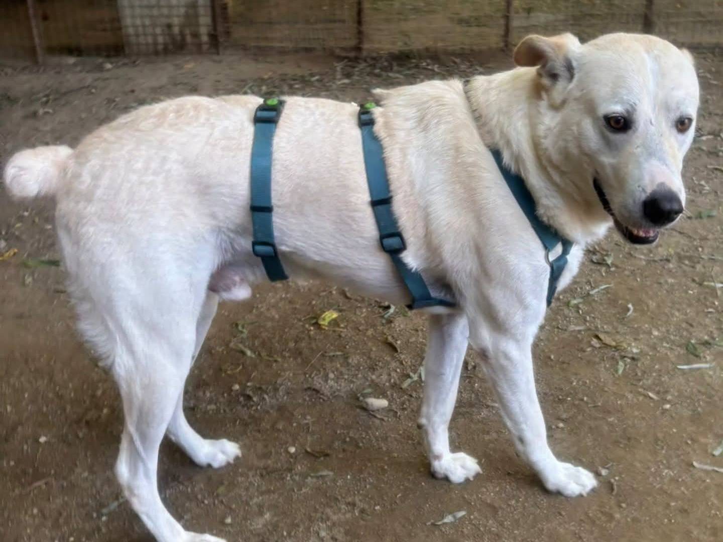 Adotta un cane, maschio, 2 anni e 10 mesi, Torino