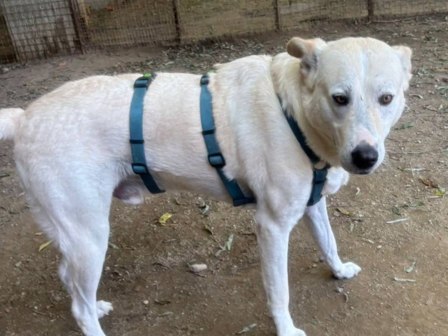 Adotta un cane, taglia grande, maschio, Torino