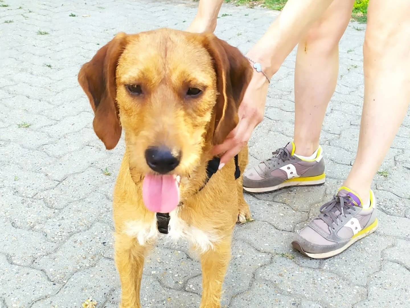 Adozione cane, femmina, Razza sconosciuta Razza sconosciuta, 3 anni e 2 mesi, taglia media contenuta, Torino