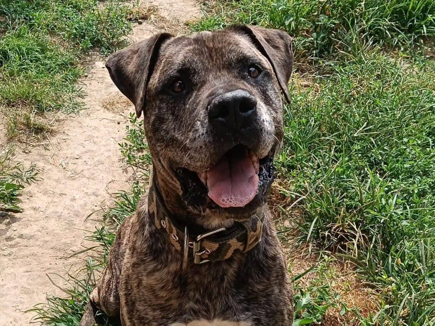 Adozione cane, maschio, Razza sconosciuta Razza sconosciuta, 10 anni e 2 mesi, taglia grande, Torino