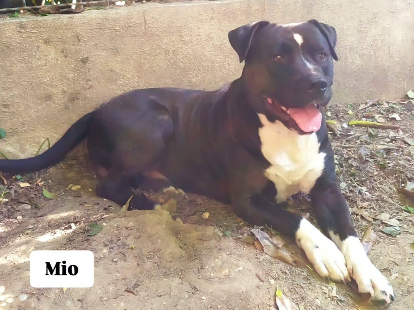 Adozione cane, maschio, Pitbull Razza sconosciuta, 2 anni e 9 mesi, taglia grande, Torino