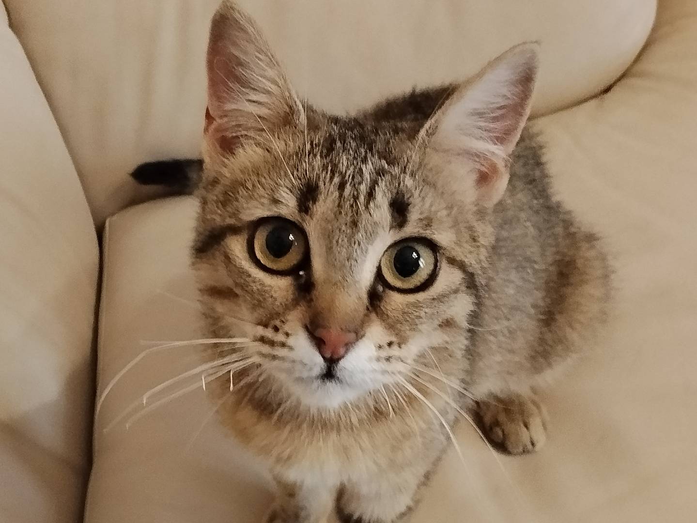 Adozione gatto, femmina, Razza sconosciuta Razza sconosciuta, 10 mesi, taglia non valida, Catania