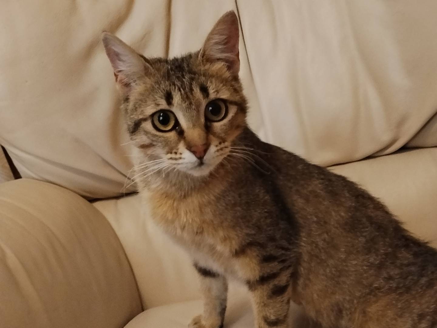 Adotta un gatto, femmina, 10 mesi, Catania