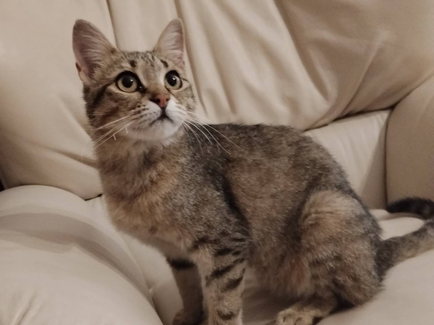Vuoi adottare un gatto a Catania?