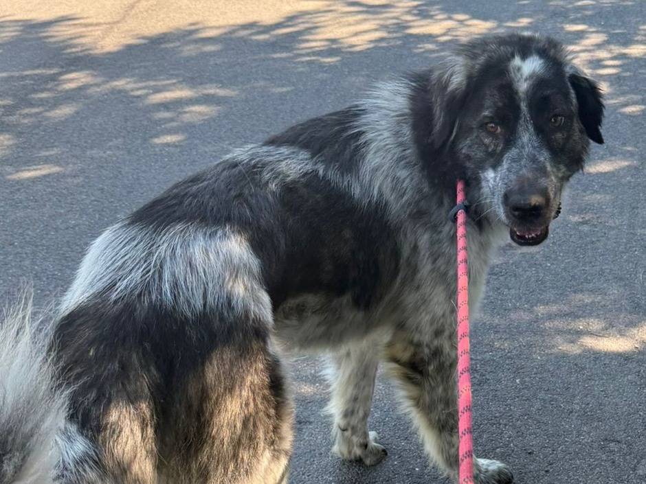 Adozione cane, femmina, Razza sconosciuta Razza sconosciuta, 2 anni e 6 mesi, taglia grande, Torino