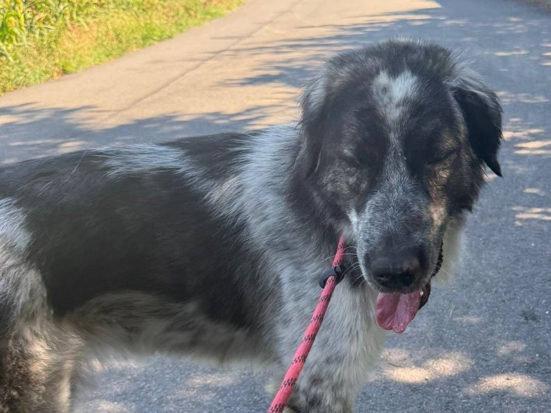 Adotta un cane, femmina, 2 anni e 6 mesi, Torino