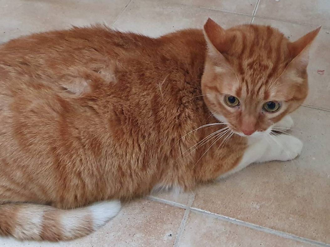 Vuoi adottare un gatto a Brescia?