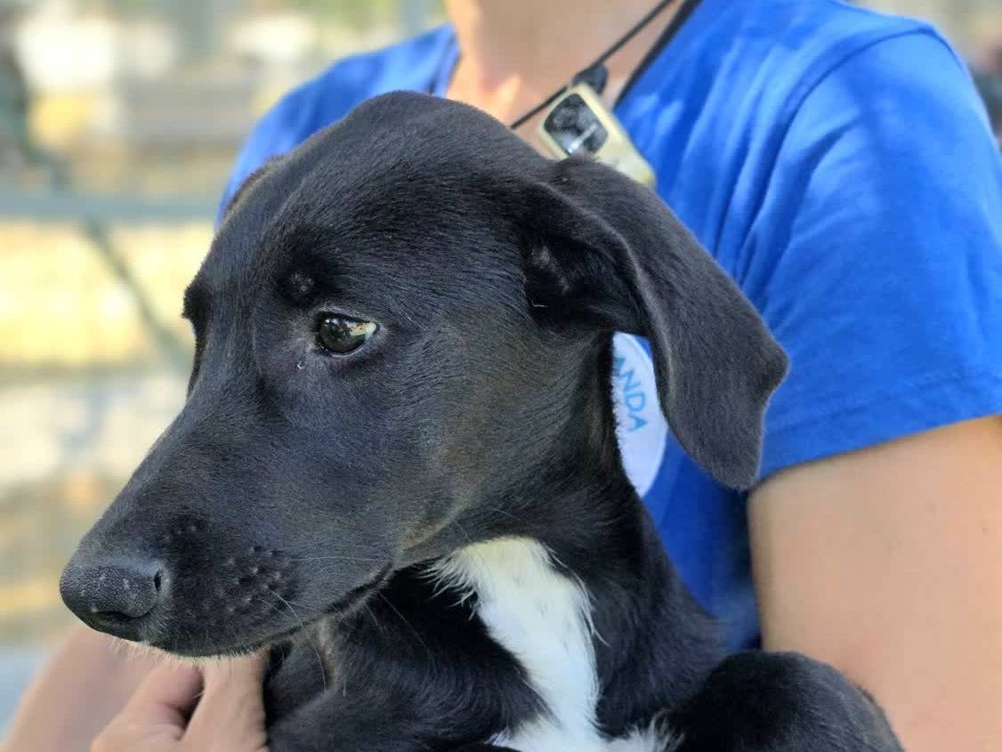 Adozione cane, femmina, Segugio Razza sconosciuta, 5 mesi, taglia media, Padova