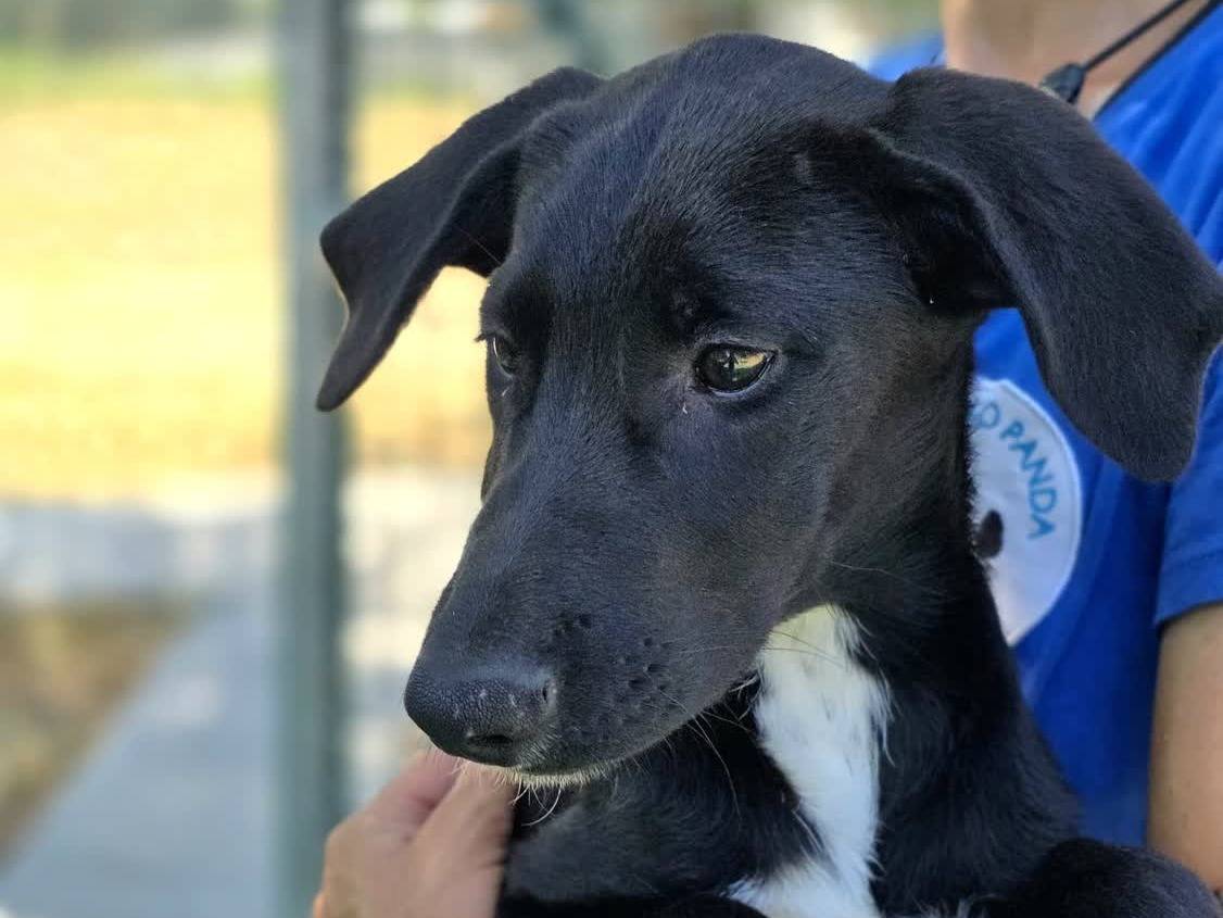 Adotta un cane, femmina, 5 mesi, Padova