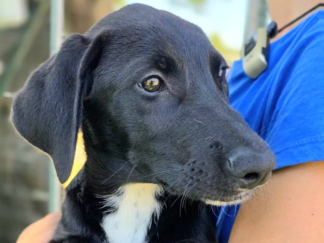 Adotta un cane, taglia media, femmina, Padova