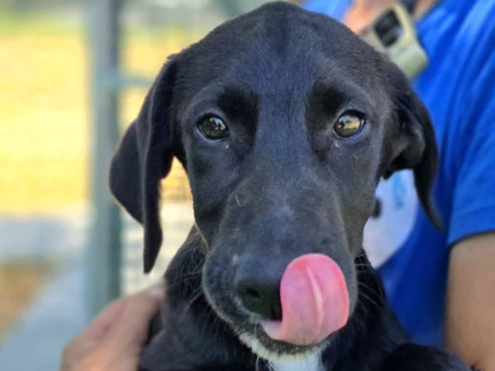 Vuoi adottare un cane a Padova?