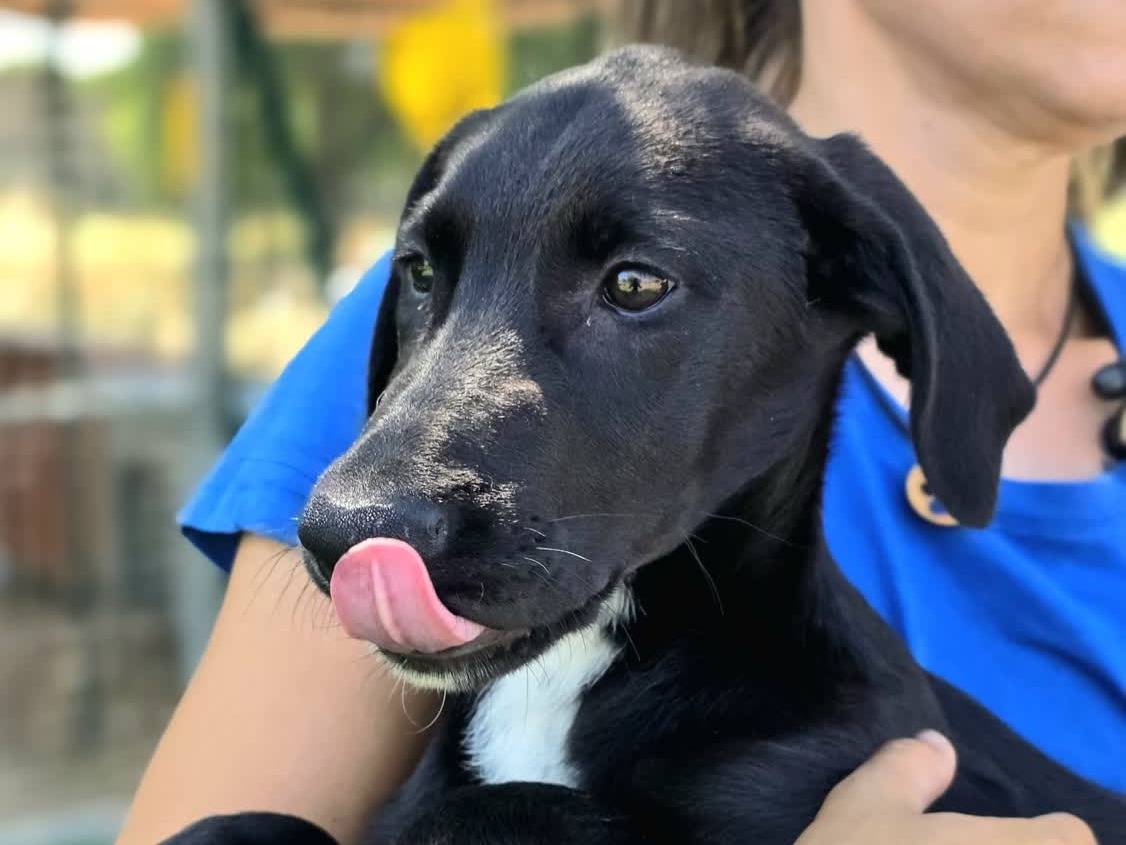 Adotta il cane ADA a Padova