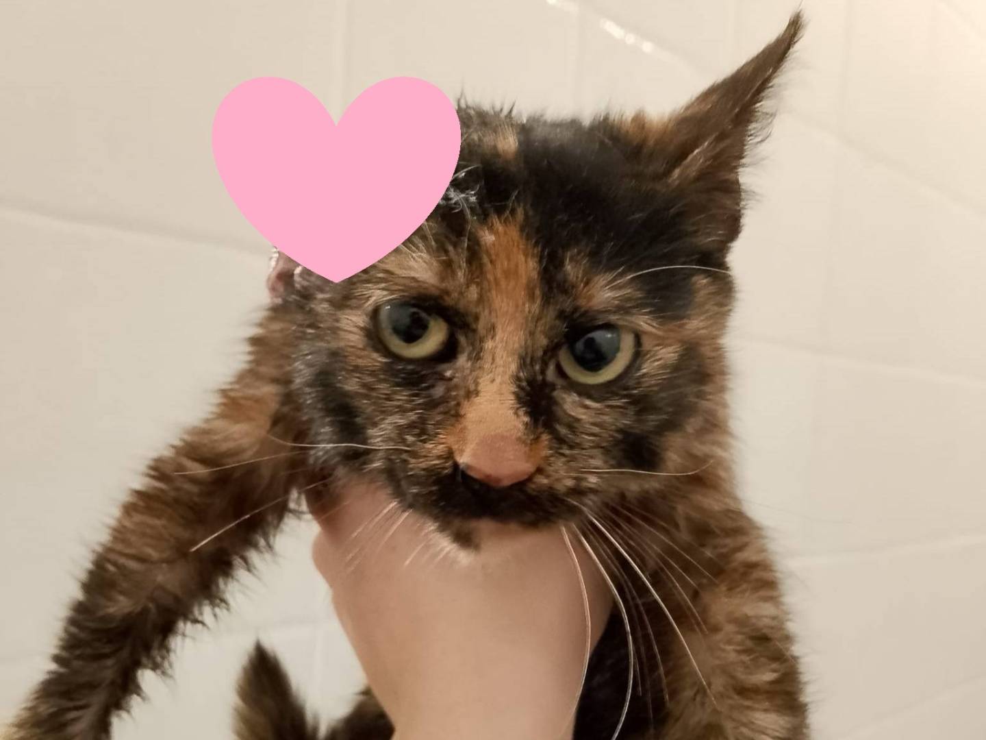 Adozione gatto, femmina, Razza sconosciuta Razza sconosciuta, 1 anno e 1 mese, taglia non valida, Varese