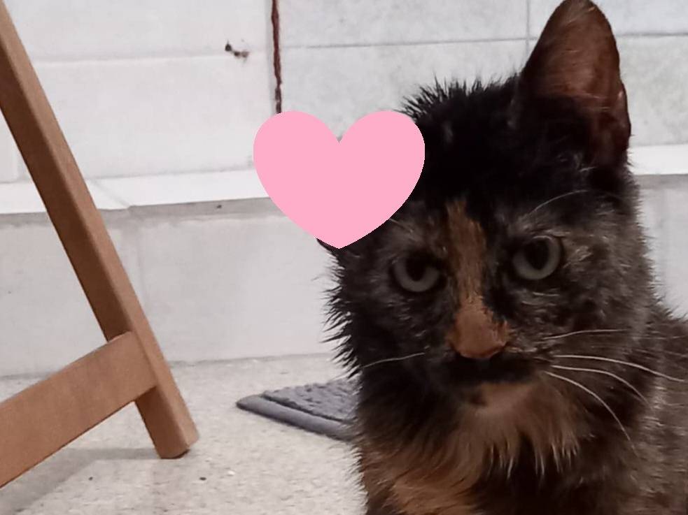 Adotta un gatto, femmina, 1 anno e 1 mese, Varese