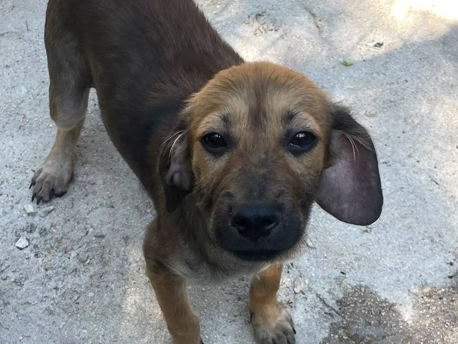 Adozione cane, femmina, Razza sconosciuta Razza sconosciuta, 2 mesi, taglia media contenuta, Frosinone