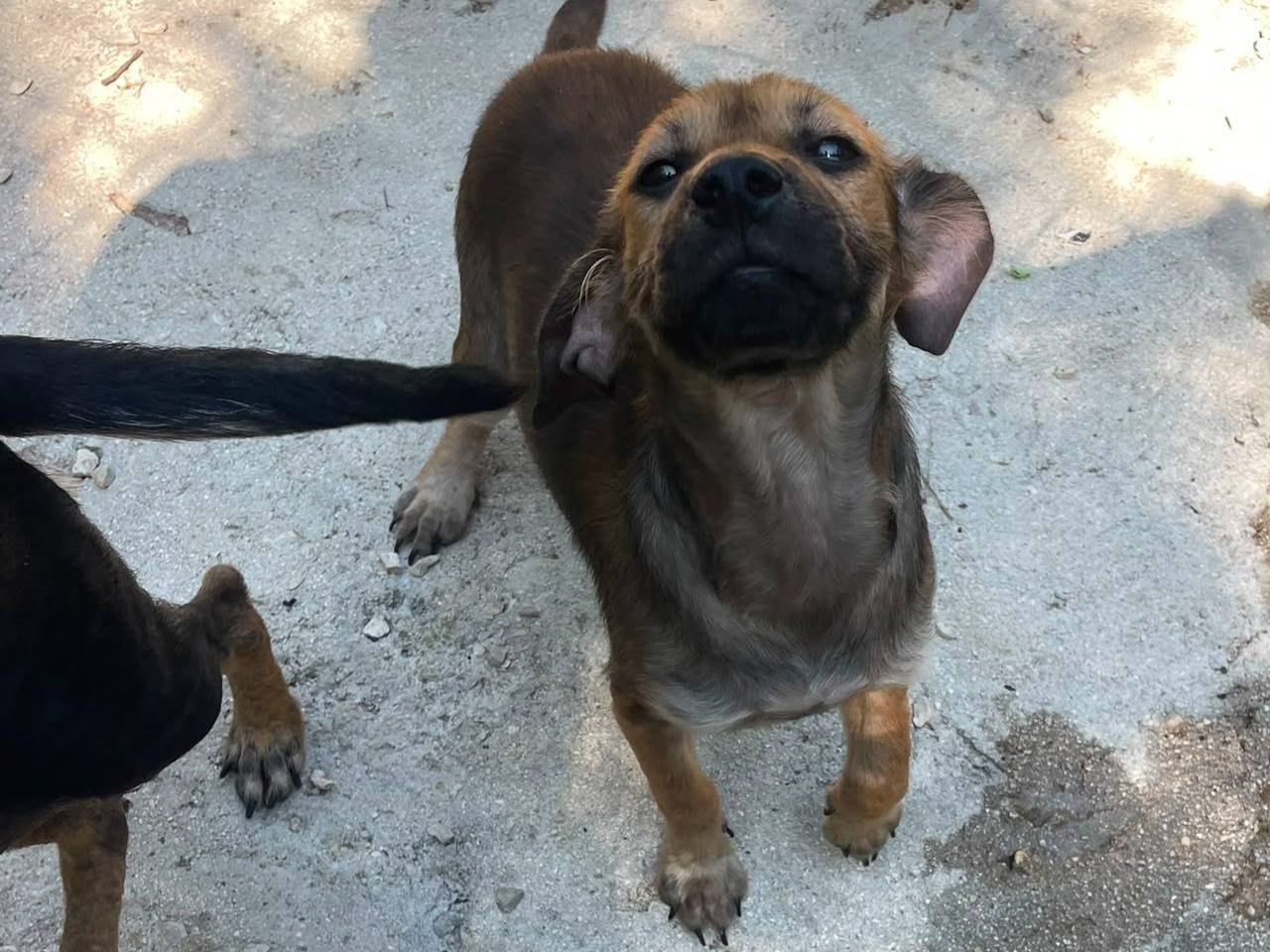 Adotta un cane, femmina, 2 mesi, Frosinone