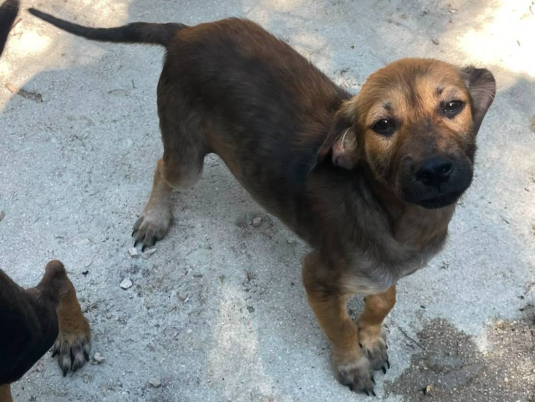 Adotta un cane, taglia media contenuta, femmina, Frosinone