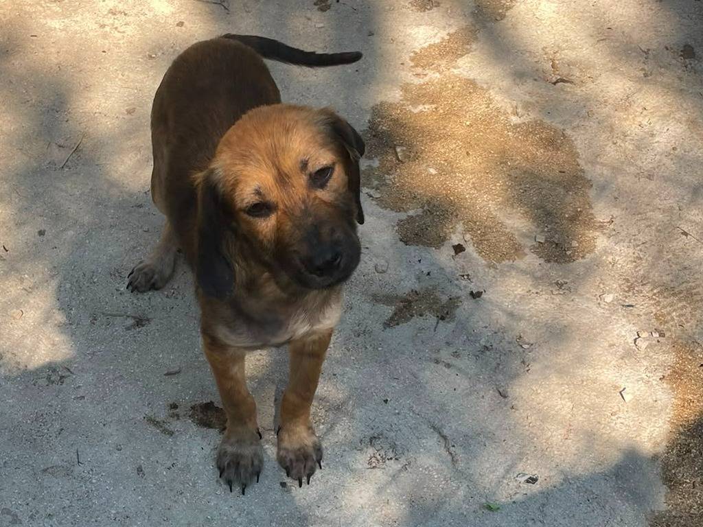 Vuoi adottare un cane a Frosinone?