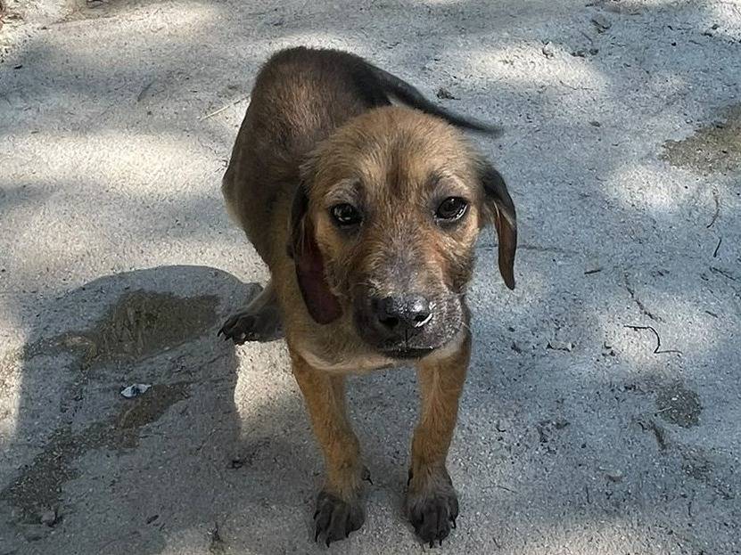 Adotta il cane OMBRA a Frosinone