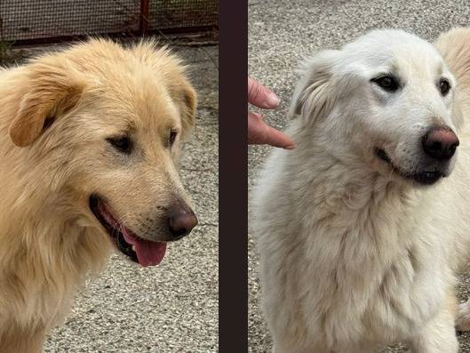 Adozione cane, femmina, Razza sconosciuta Razza sconosciuta, 2 anni e 6 mesi, taglia media, Varese