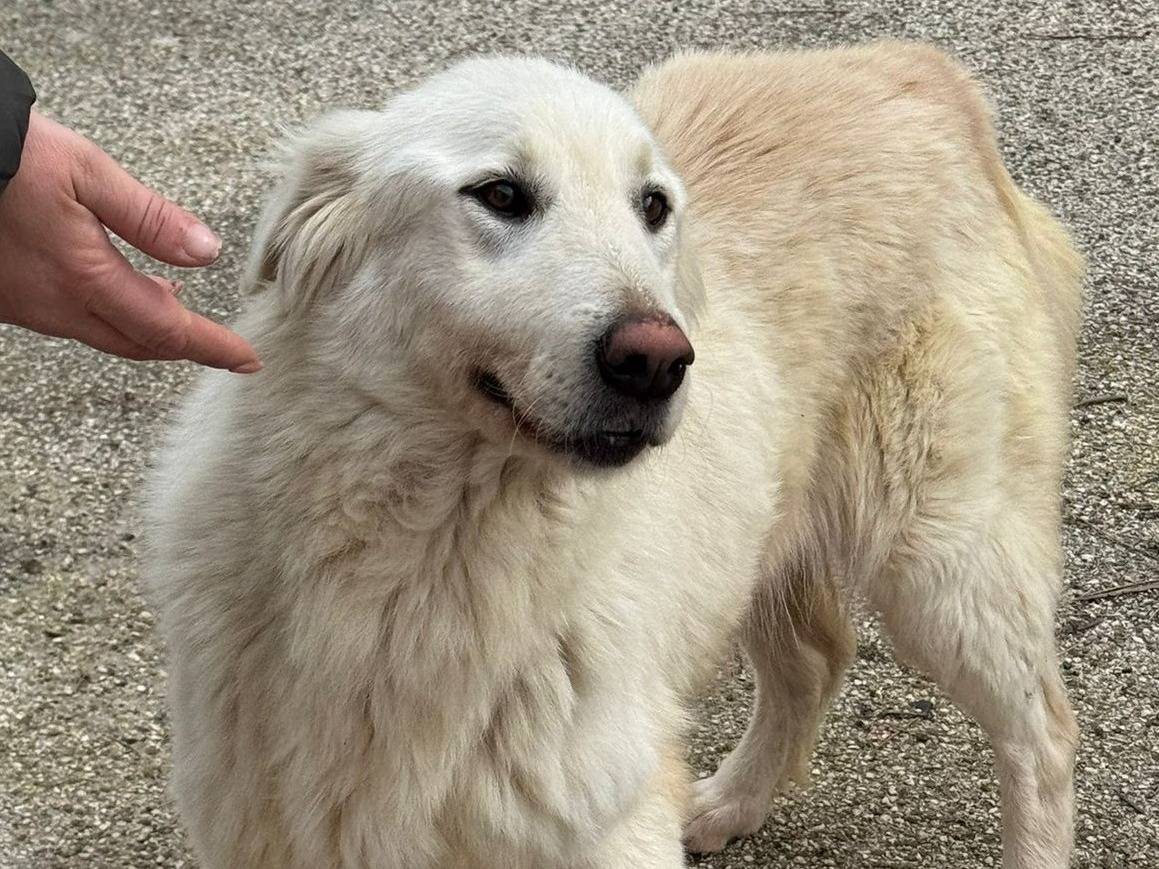 Adotta un cane, femmina, 2 anni e 6 mesi, Varese