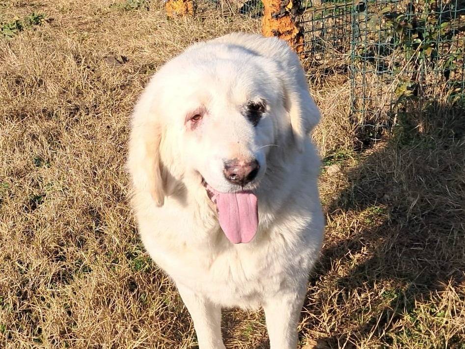 Adotta un cane, taglia grande, femmina, Mantova