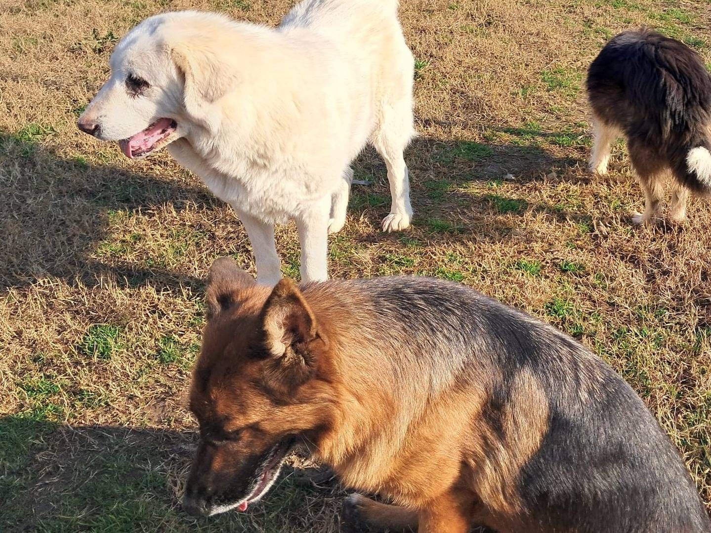 Adotta il cane VITA a Mantova