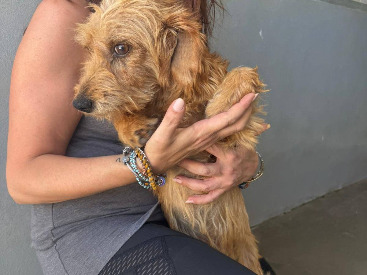 Adotta un cane, maschio, 3 anni, Agrigento
