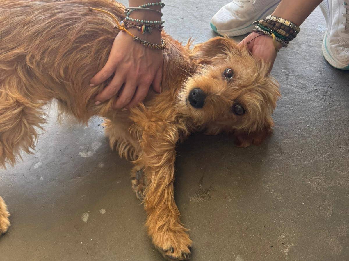 Adozione cane, maschio, Razza sconosciuta Razza sconosciuta, 3 anni, taglia piccola, Agrigento