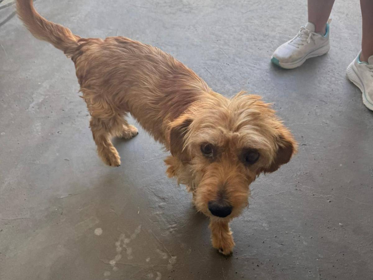 Adotta un cane, taglia piccola, maschio, Agrigento