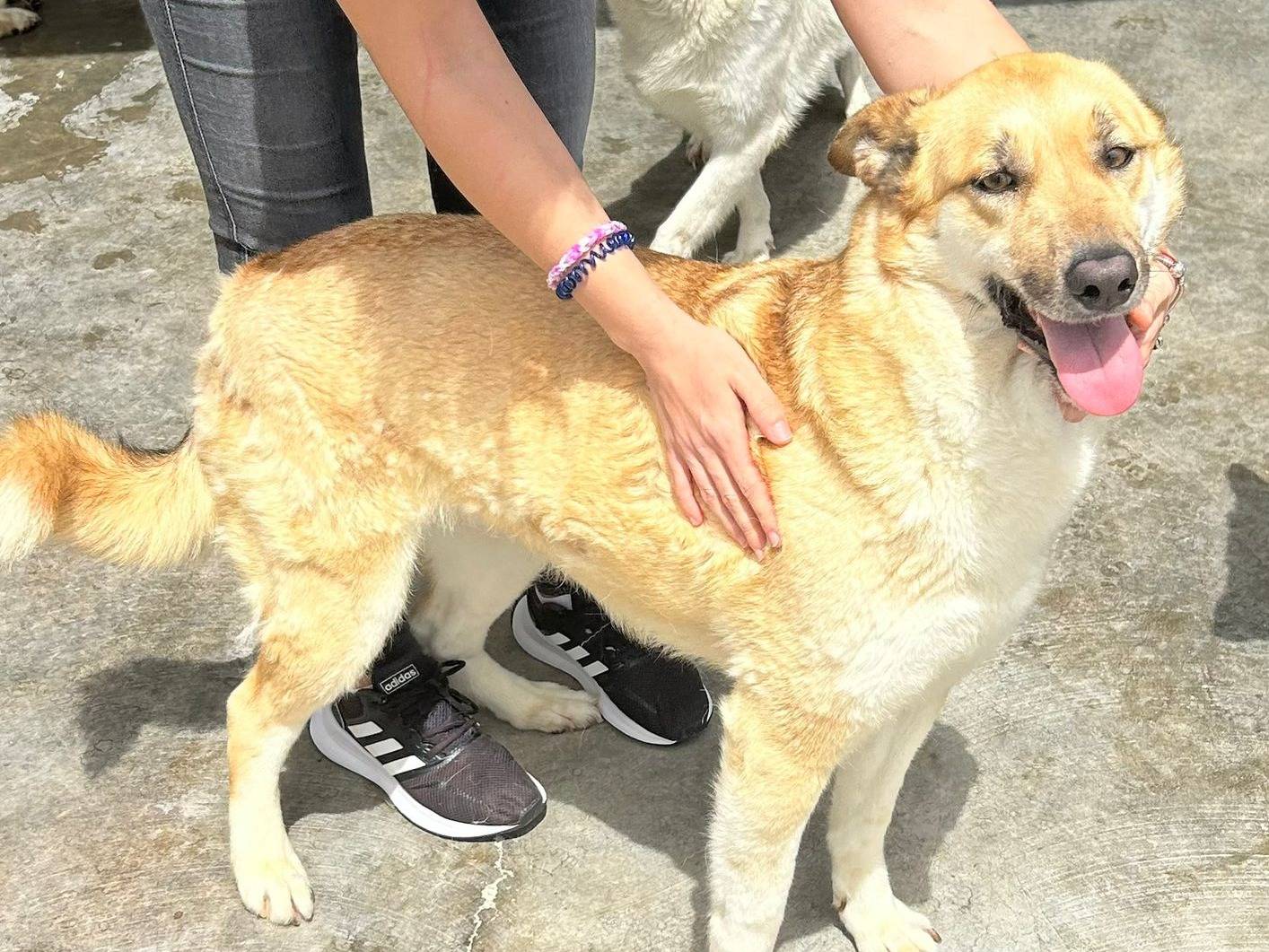 Adotta un cane, femmina, 3 anni e 7 mesi, Agrigento