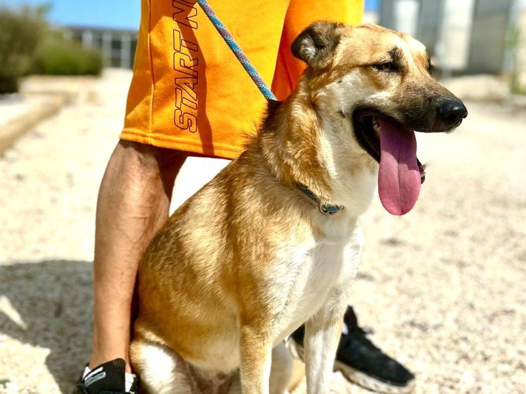 Adotta un cane, taglia media, femmina, Agrigento