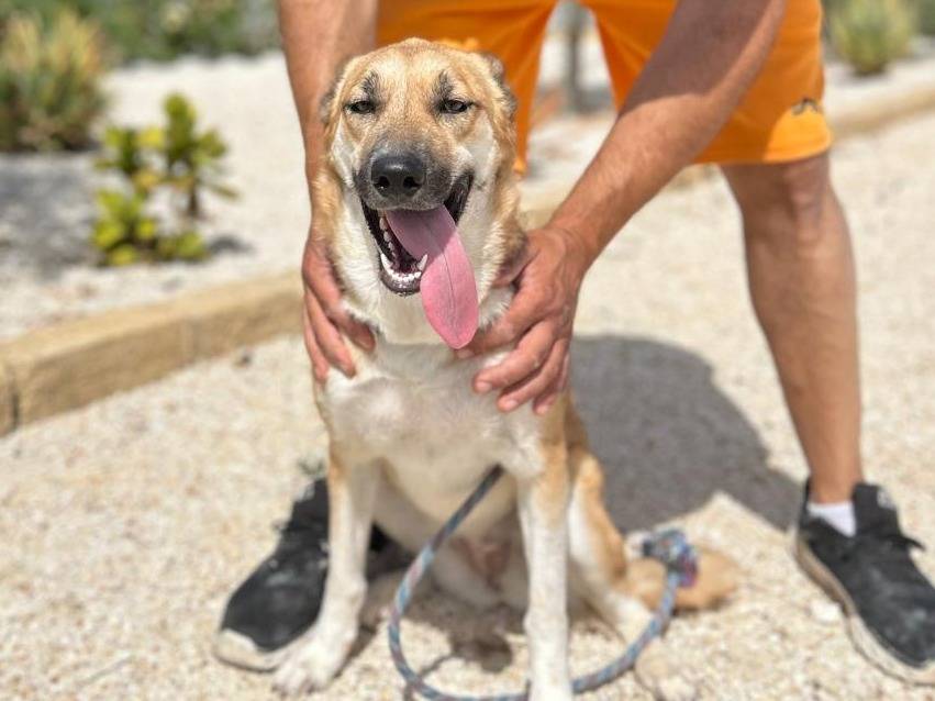 Vuoi adottare un cane a Agrigento?