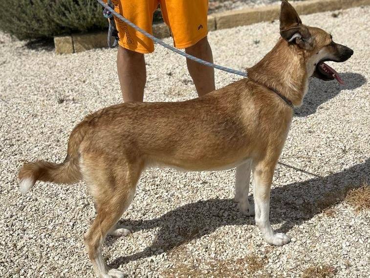 Adotta il cane Regina a Agrigento